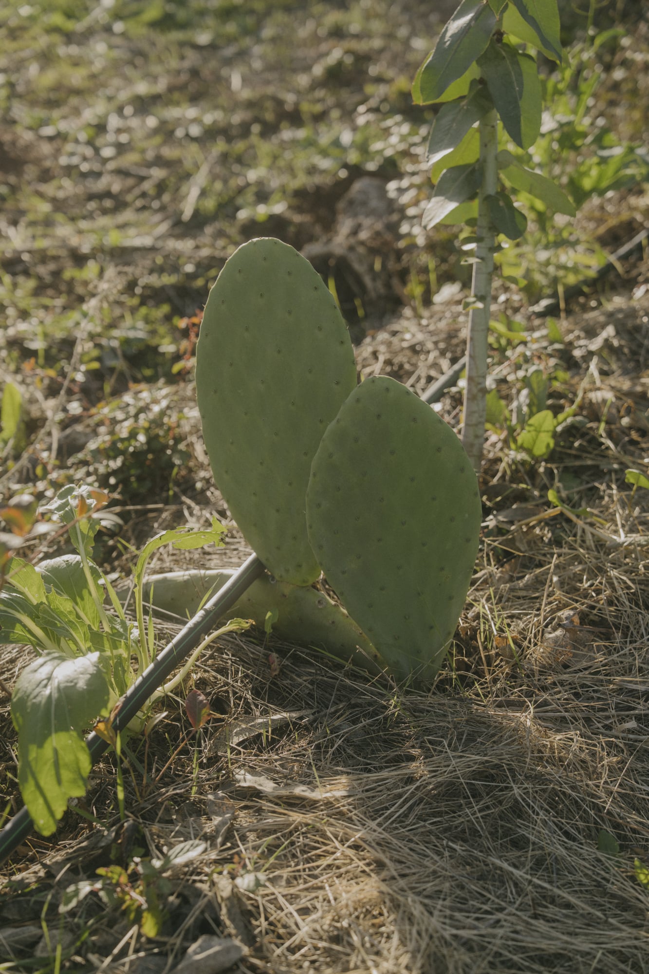 Raquete de figueira-da-índia recém-plantada em solo seco, com tubo de rega gota-a-gota
